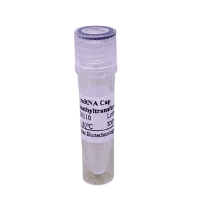 mRNA Cap 2'-O-Methyltransferase 产品图片