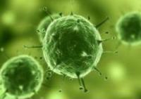 HeLa(张氏肝细胞) 产品图片